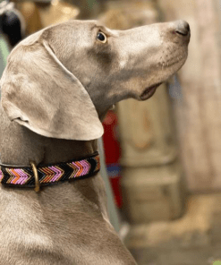 Collar para perros ESPIGA Hecho a mano España Rumba The Dog